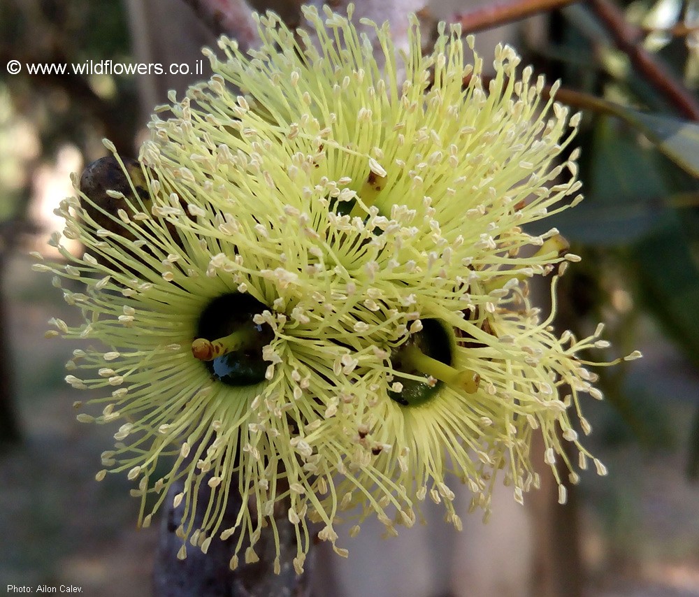 Eucalyptus stricklandii
